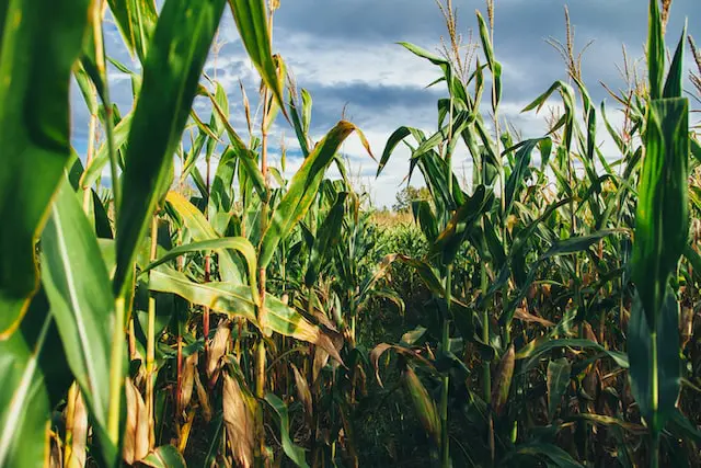 Farm Insurance from STF Insurance Group